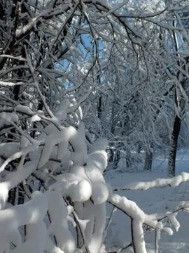 Snow-covered branches of trees Foto stock