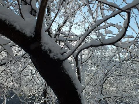 Snow-covered branches of trees Foto stock
