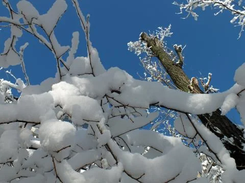 Snow-covered branches of trees Fotos de archivo