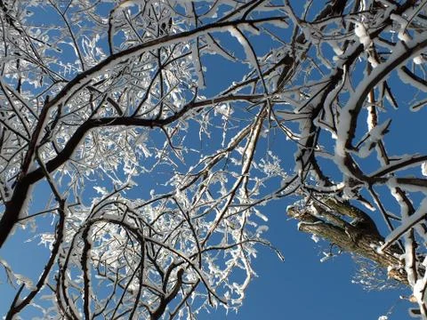 Snow-covered branches of trees Foto stock
