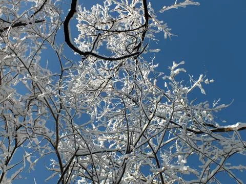 Snow-covered branches of trees Stock Photos