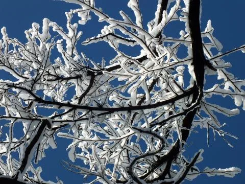 Snow-covered branches of trees Fotos de archivo