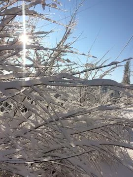 Snow-covered branches of trees Fotos de archivo