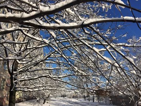 Snow-covered branches of trees Fotos de archivo