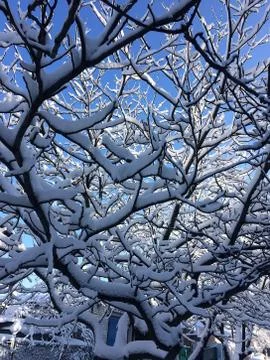 Snow-covered branches of trees Foto stock