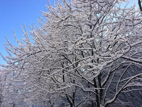 Snow-covered branches of trees Fotos de archivo