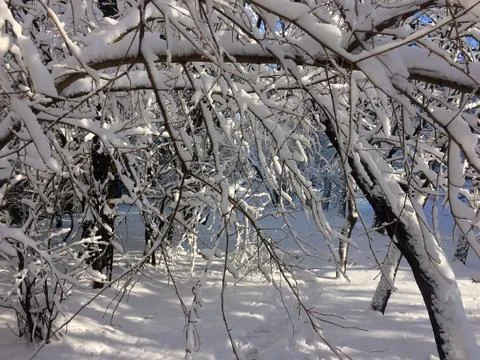 Snow-covered branches of trees Fotos de archivo