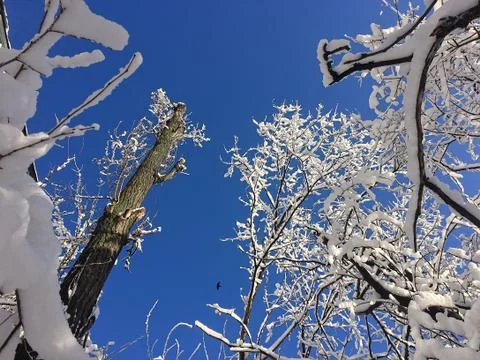 Snow-covered branches of trees Fotos de archivo