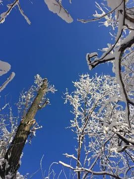 Snow-covered branches of trees Fotos de archivo