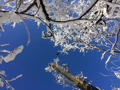 Snow-covered branches of trees Fotos de archivo