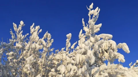 The snow-covered branches of the trees sway slowly in the gentle wind. Video stock 108001621