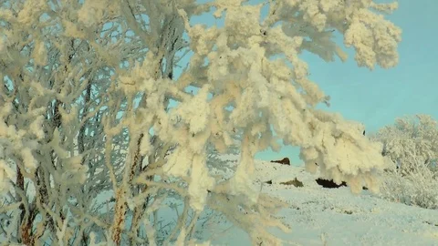 Snow-covered branches of trees swaying against the blue winter sky. Video stock 71344090
