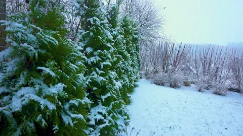 Snow-covered branches of trees under snowfall. fir in the snow on winter day. Stock Footage 167499922