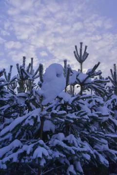 Snow-covered branches of trees in the Ural winter forest. Stock Photos