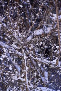 Snow-covered branches of trees in the Ural winter forest. Stock Photos