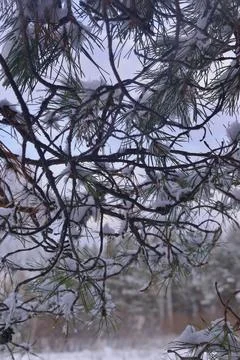 Snow-covered branches of trees in the Ural winter forest. Stock Photos