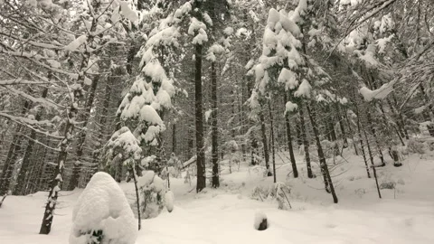 Snow-Covered Branches of Trees in the Winter Forest Stock Footage 97201708