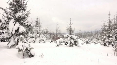 Snow-Covered Branches of Trees in the Winter Forest Video stock 115717605
