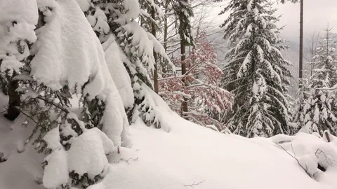 Snow-Covered Branches of Trees in the Winter Forest Stock Footage 119018569