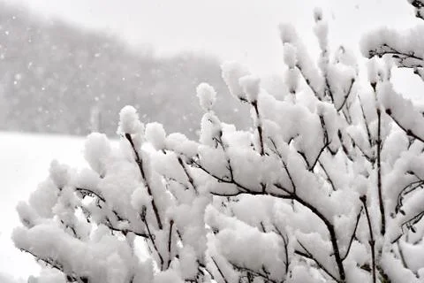 Snow covered branches of trees in winter Stock Photos