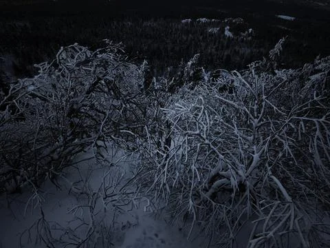 Snow covered branches in twilight, jested, czech republic Stock Photos