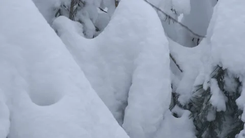 Snow Covered Branches vertical pan shot of Lake Effect Snow Stock Footage 231257212