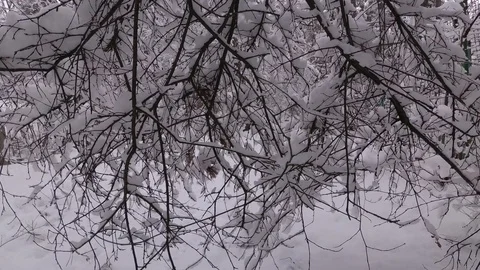 Snow Covered Branches, Winter Forest Stock Footage 100969656