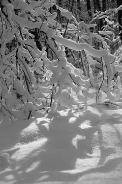 Snow-covered branches in a winter forest Stock Photos