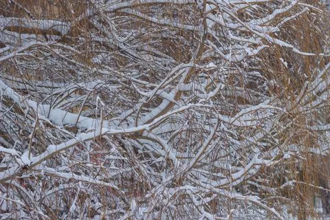 Snow Covered Branches in Winter Forest, Cold Atmospheric Nature Background Stock Photos