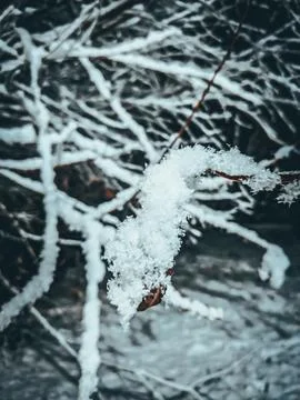 Snow-Covered Branches in Winter Stock Photos