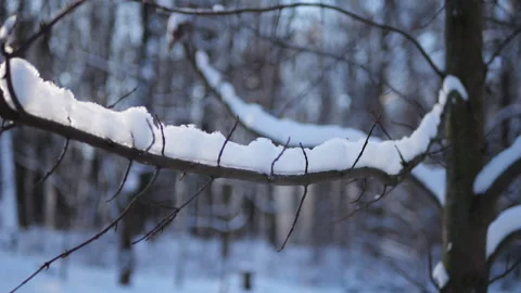 Snow-covered branches Winter tree close-up Frosty tree limbs Snow on trees Stock Footage 295531597