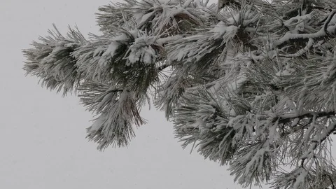 Snow covered branch.Snow, pine and nice snow weather, snowflakes 動画素材 101449929