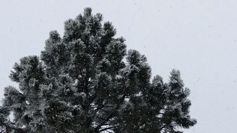 Snow covered branch.Snow, pine and nice snow weather, snowflakes 動画素材 101449937