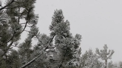 Snow covered branch.Snow, pine and nice snow weather, snowflakes 動画素材 101449959