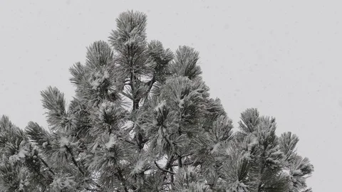Snow covered branch.Snow, pine and nice snow weather, snowflakes Stock Footage 101450508