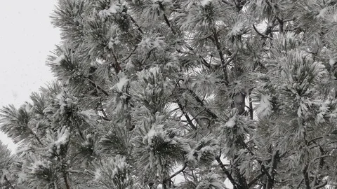 Snow covered branch.Snow, pine and nice snow weather, snowflakes 動画素材 101450550