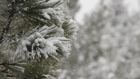 Snow covered branch.Snow, pine and nice snow weather, snowflakes Stock Footage 101450622