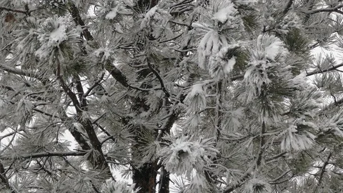 Snow covered branch.Snow, pine and nice snow weather, snowflakes Stock Footage 101450623