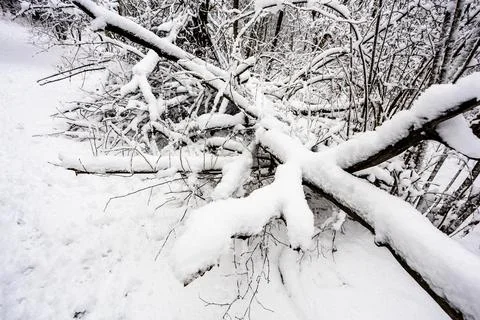 Snow-covered broken tree branches in forest Stock Photos