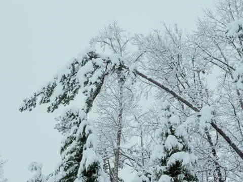 Snow Covered Broken Tree Stock Photos