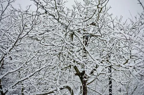 Snow Covered Brunches of a Leafless Tree During Winter Season Stock Photos