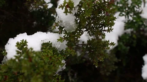 Snow Covered Bush Video stock 79987905