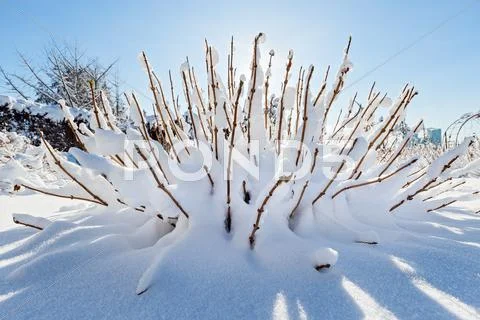 Snow covered bush in front of blue sky, wide angle view Stock Photos