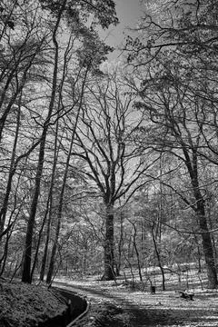 Snow-covered bushes and trees on the road in the forest Stock Photos