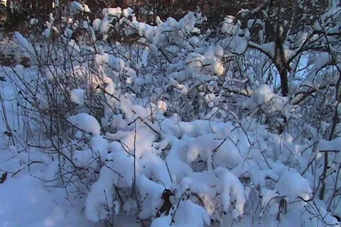 Snow covered bushes Stock Footage 1067964