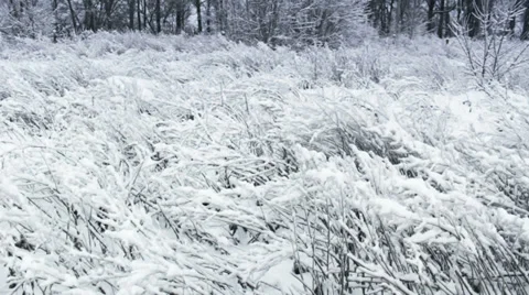 Snow-covered bushes Stock Footage 31652042
