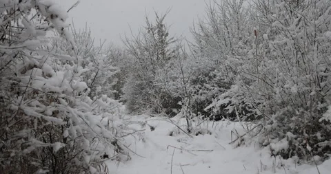 Snow-covered bushes in the forest, 4K slomo Stock Footage 168906347