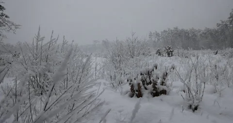Snow-covered bushes in the forest, 4K slomo Stock Footage 168906720