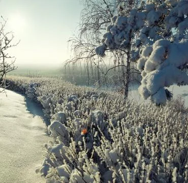 Snow-covered bushes on the winter slope Foto stock