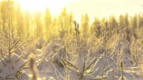 The snow covered caps of pine trees in a bright yellow winter sun. Stock Footage 257458868
